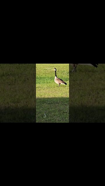 Wild Geese when I was in the South #shorts