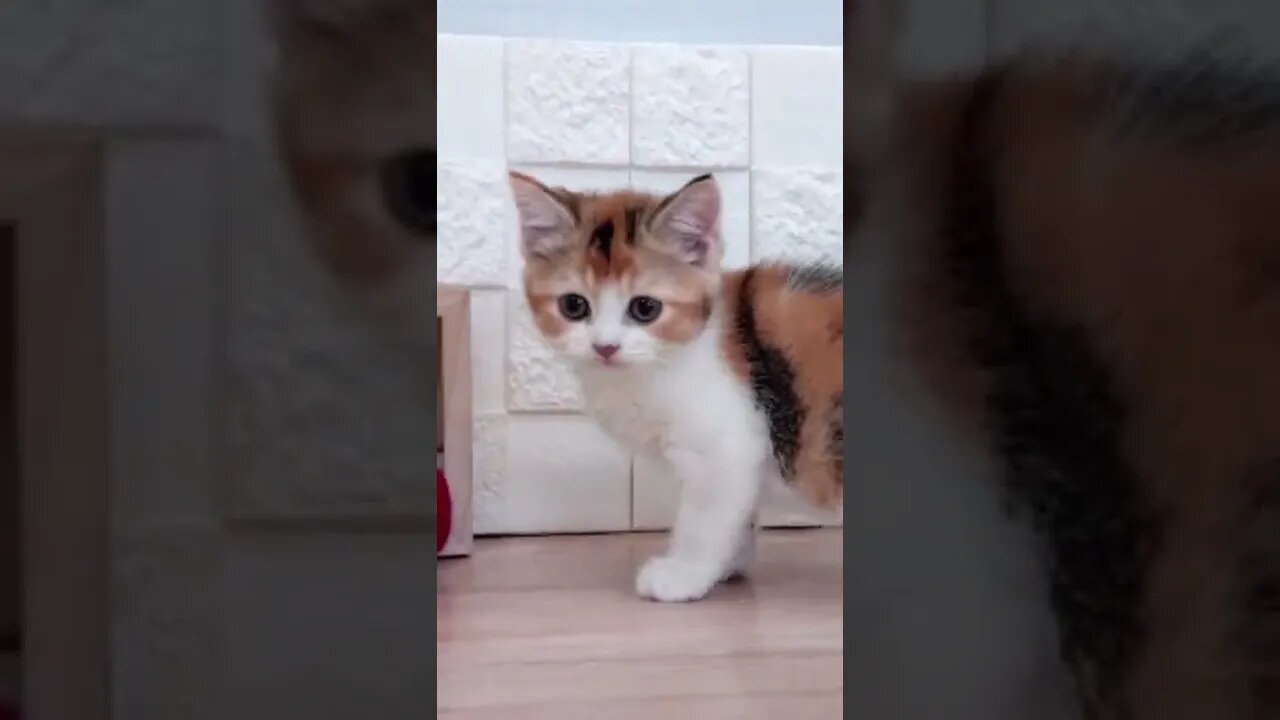 Funniest Cat and Dog Videos Compilation