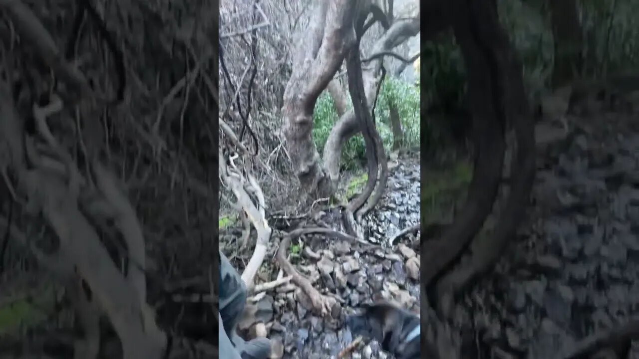 Dog’gone Adventure