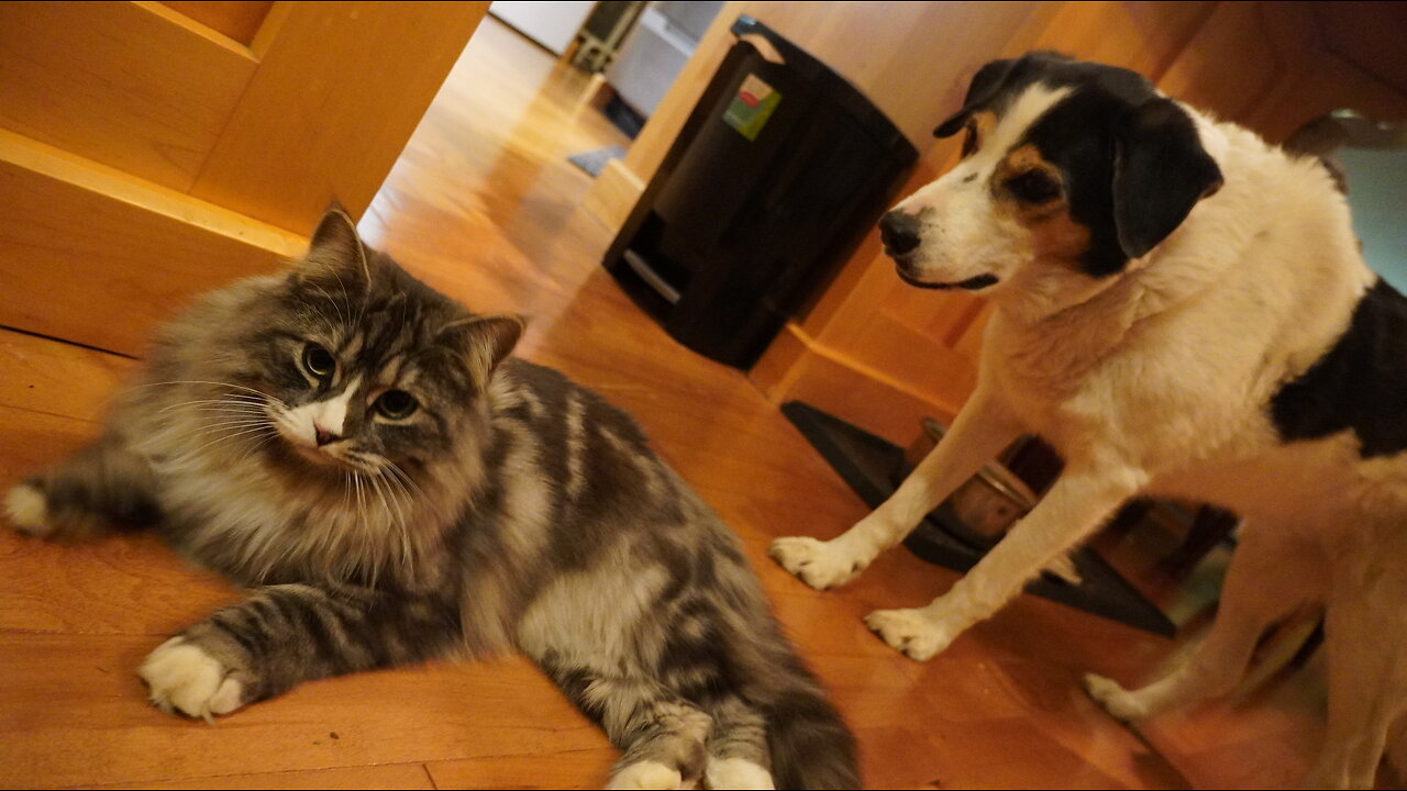 Dog BACKS THE F AWAY From SAUCY/CONFIDENT CAT