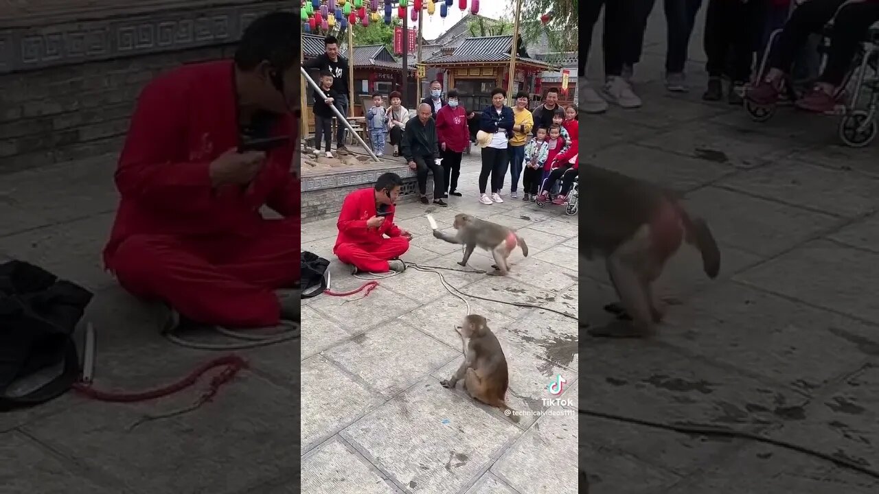 Monkey Street Show #shorts viral