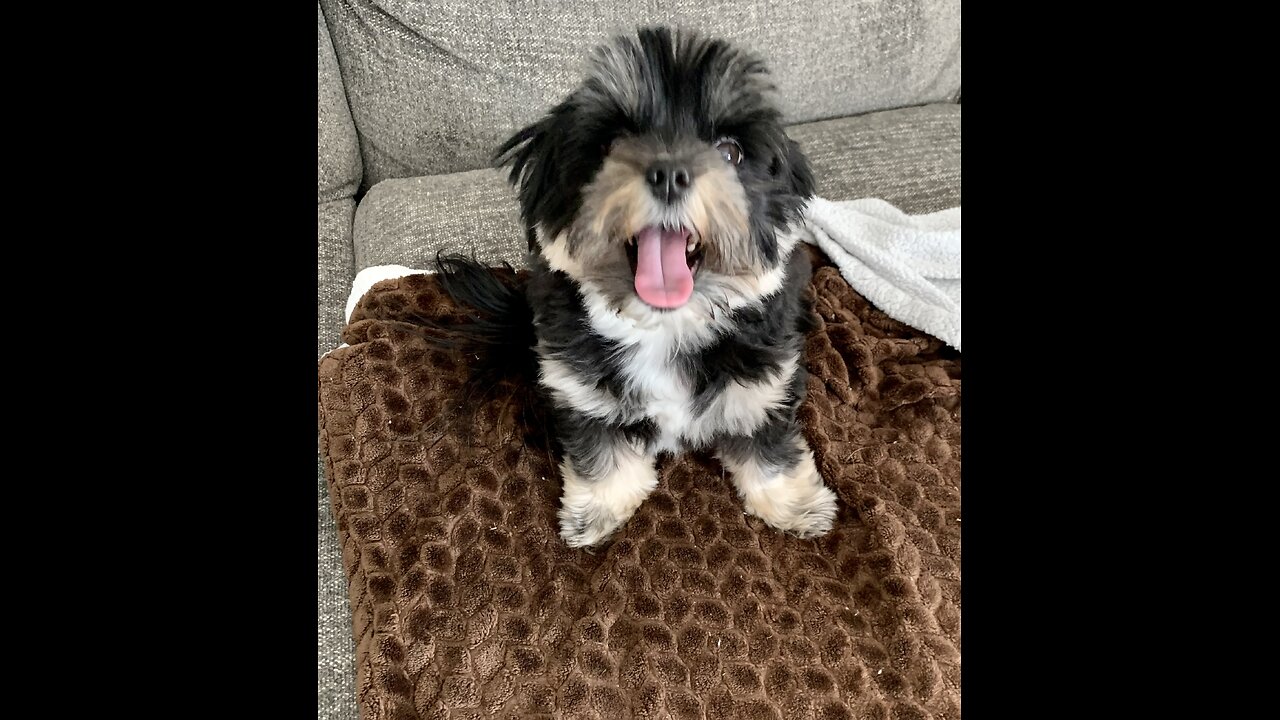 Little Dog Argues With Owner Over Second Breakfast