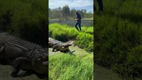 #shorts Смешные животные из Тик Ток 68 Funny animals from Tik Tok