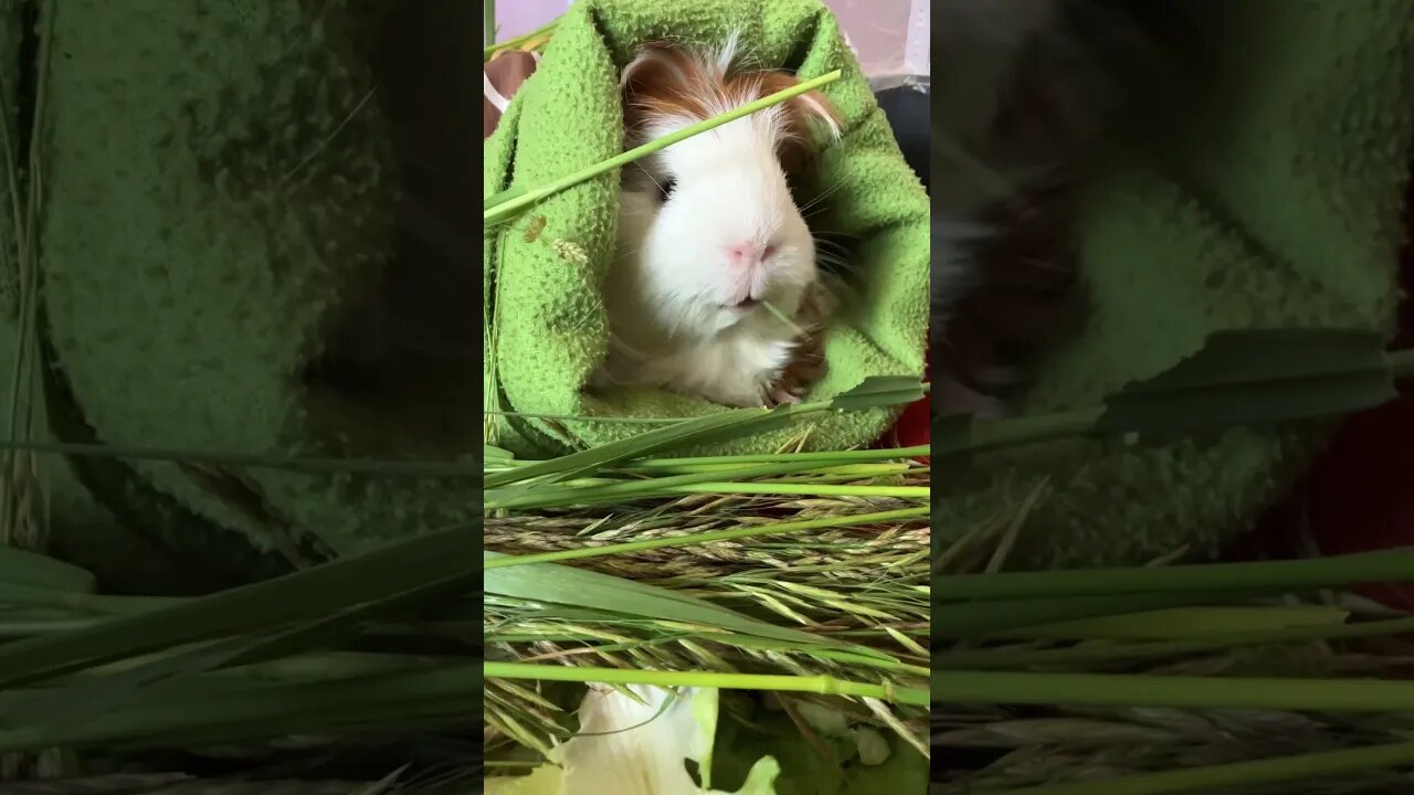 Super cute Guinea pig eating