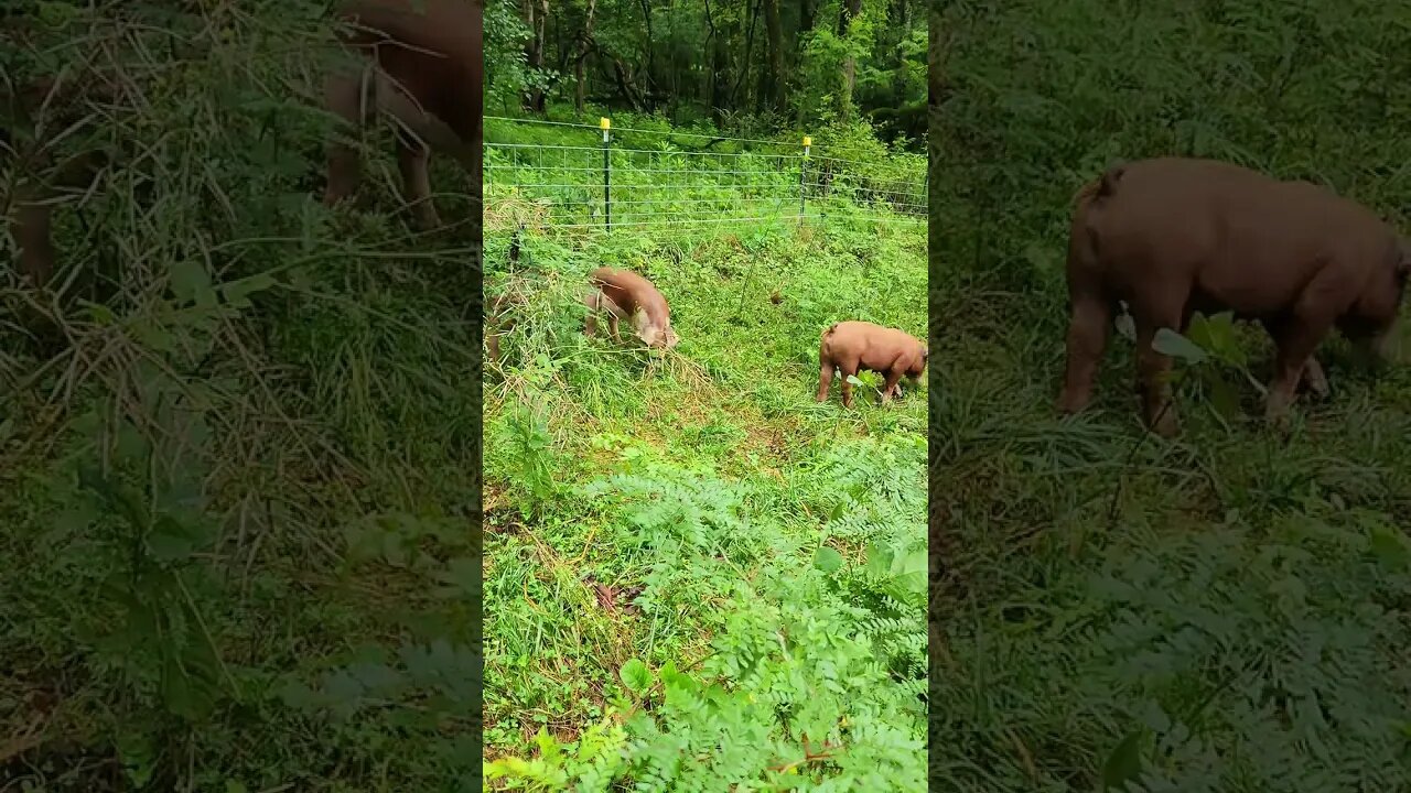 Grazing Piglets @UncleTimsFarm #kärnəvór #carnivore #shorts #hereford #freerangepigs