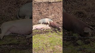 These Pigs are Comfy @UncleTimsFarm #kärnəvór