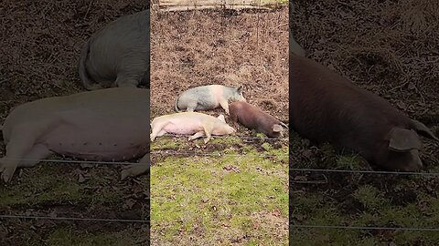 These Pigs are Comfy @UncleTimsFarm #kärnəvór
