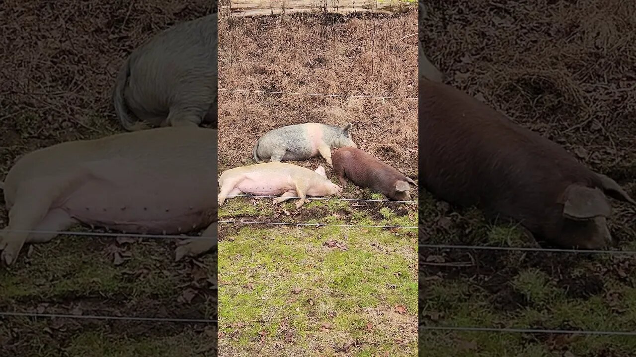 These Pigs are Comfy @UncleTimsFarm #kärnəvór