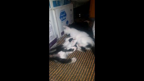 Cat cute funny animal