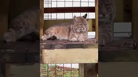 Sweet Smalls bobcat in the sunshine @ BigCatRescue 11 13 2022