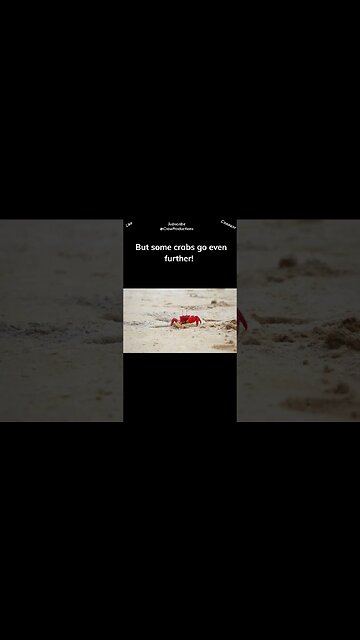 Crabs are masters of disguise #crab #shorts