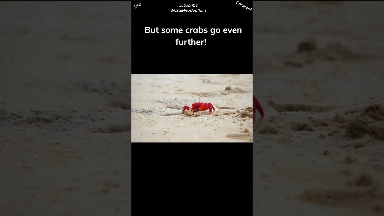 Crabs are masters of disguise #crab #shorts