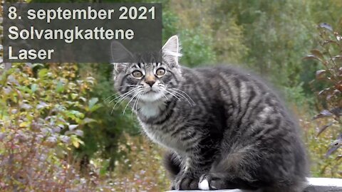 Solvangkattene - laser 08.09.2021