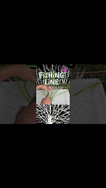 🦚 This Orchid Support Tho' 🦚🤩 Inspired! From 'Junk' To Useful 😃 #ninjaorchids #shorts #creative