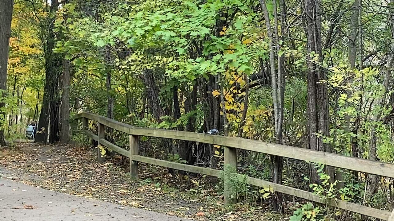 Blue Jay and Black Birds James Gardens Toronto