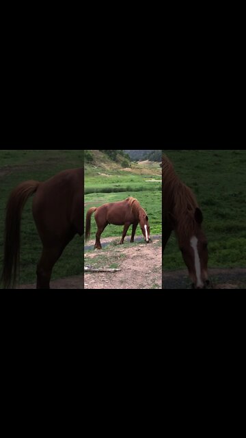 Stunning chestnut horse contrasts with the fresh green Spring grass