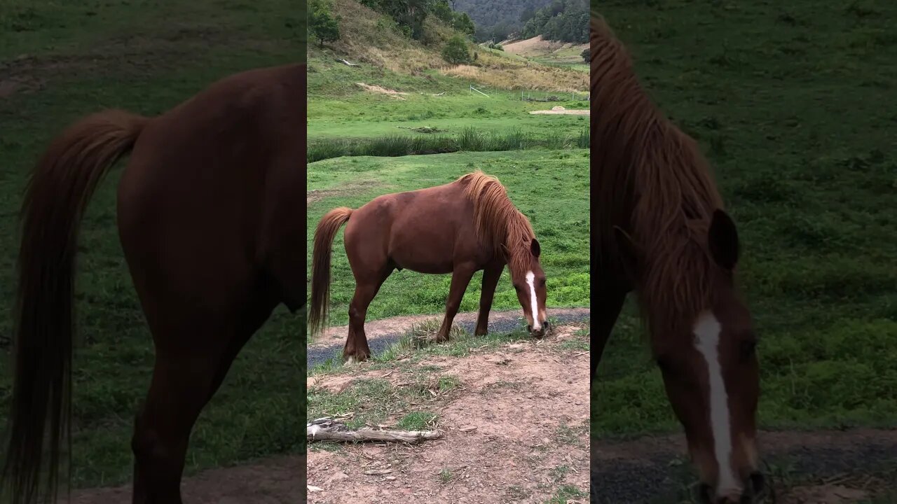 Stunning chestnut horse contrasts with the fresh green Spring grass