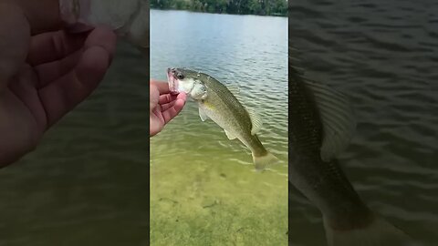 Bass on the SHAKEY HEAD RIG!