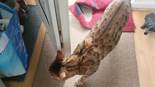 Bedford, I need to shut the door! #catownerproblems #bengalcat #funnycat #viralcat