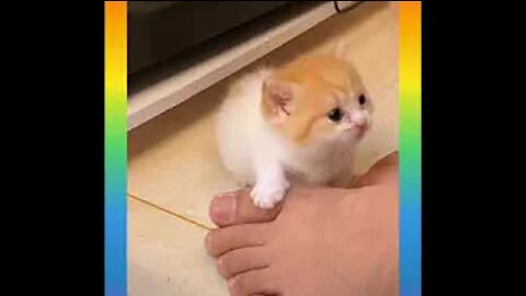 Cute and Funny Cat Videos Compilation _#short