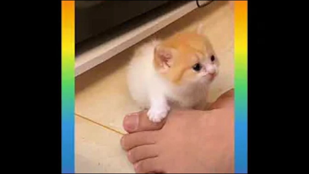 Cute and Funny Cat Videos Compilation _#short