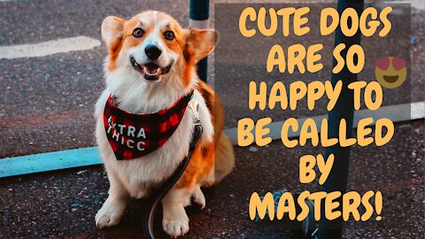 Cutes dogs are becoming happy to be called by theirs master 😍 #1