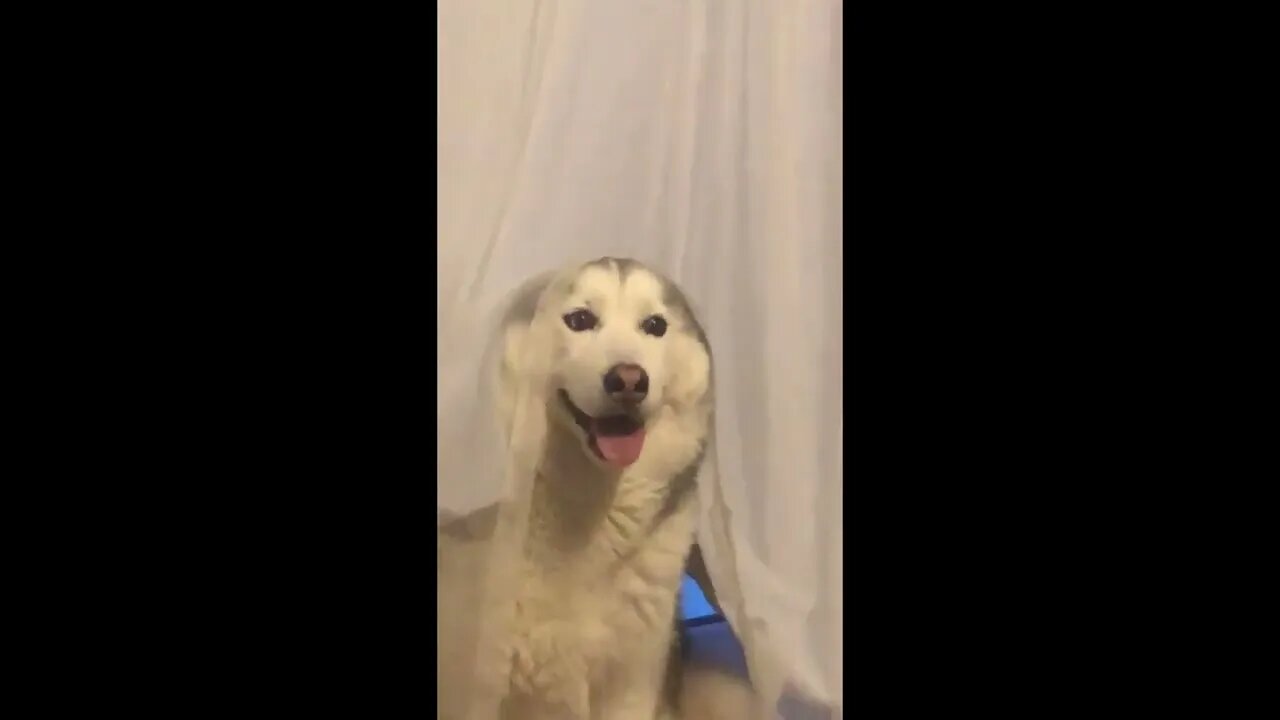 Hiding Behind Curtains