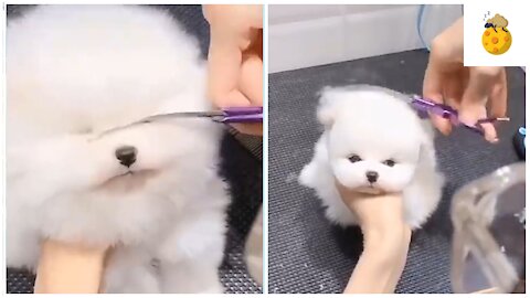 unbelievable, look how this puppy changes when trimming the fur