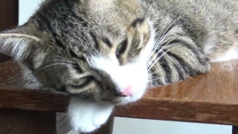 The Talking Cat, I'm Not Sleepy Hooman