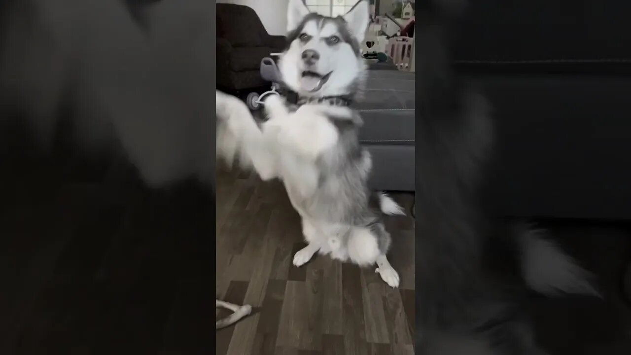 Wednesday Dance The Dog Version