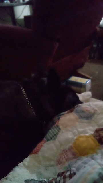 mitt Romney is running for prez