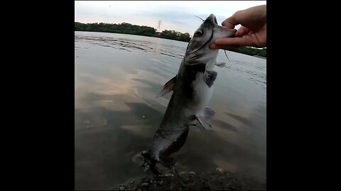 releasing the catfish