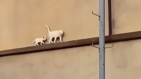 Every 10 Steps She Takes, She Looks Back To Check Her Little One