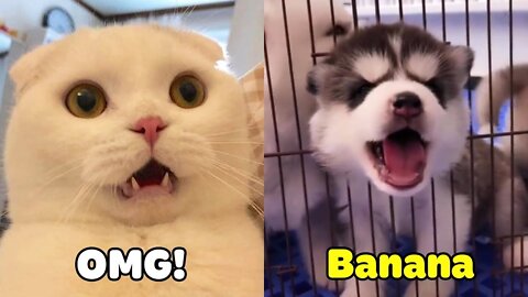 these Cats can speak English better than human