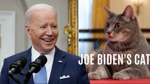 President Joe Biden's new Cat