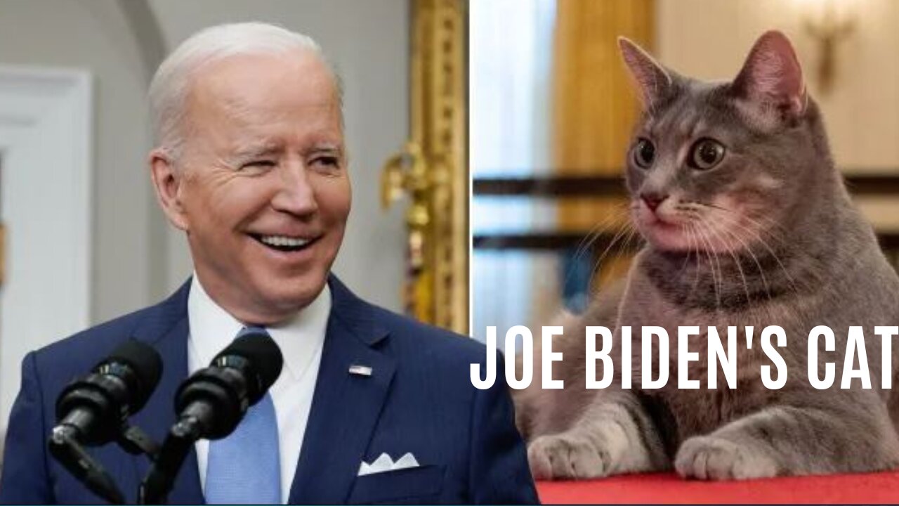 President Joe Biden's new Cat