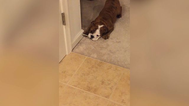 Baby Bulldog's Unusual Chew Toy