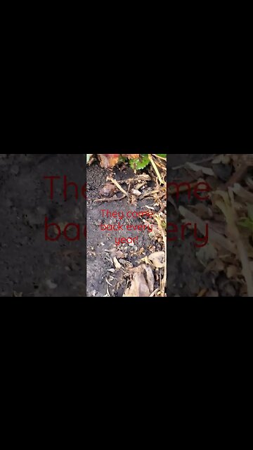 why keep snap dragons #shortsvideo #garden#flowers