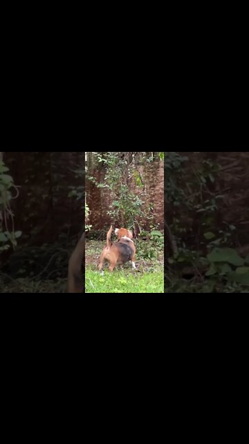 Banchee The Beagle Squirrel Hunt