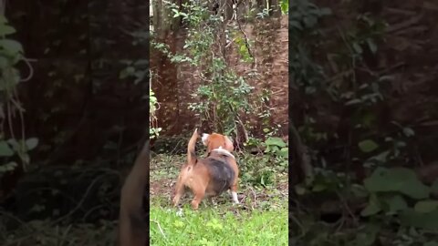 Banchee The Beagle Squirrel Hunt