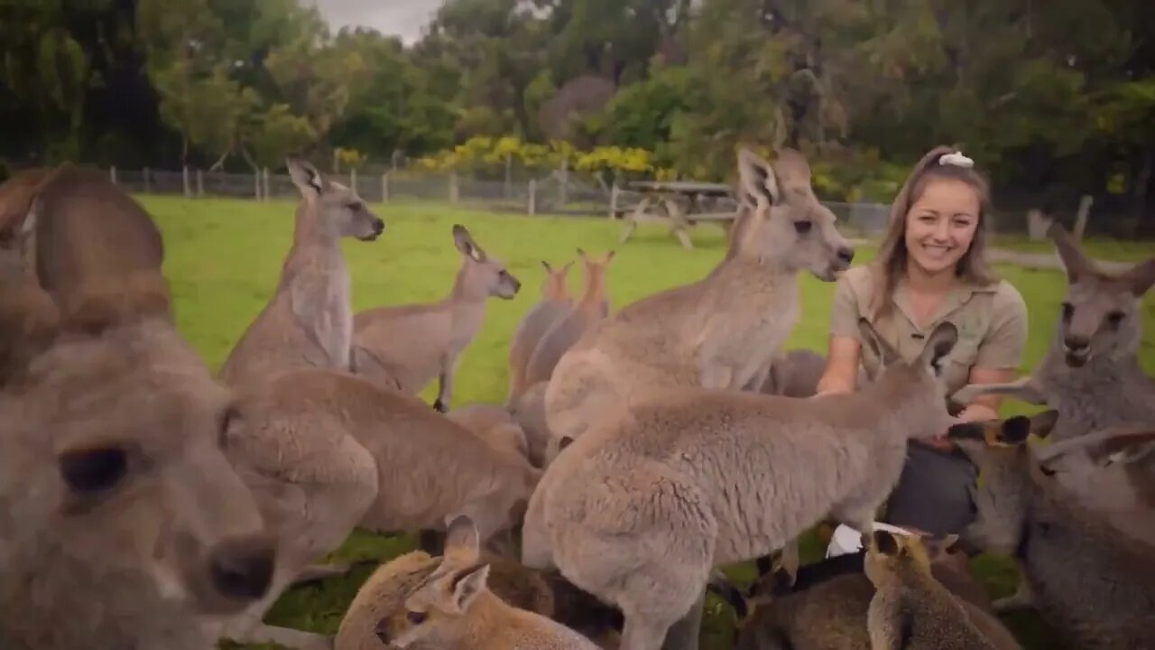 Learn all about Kangaroos and Wallabies-5