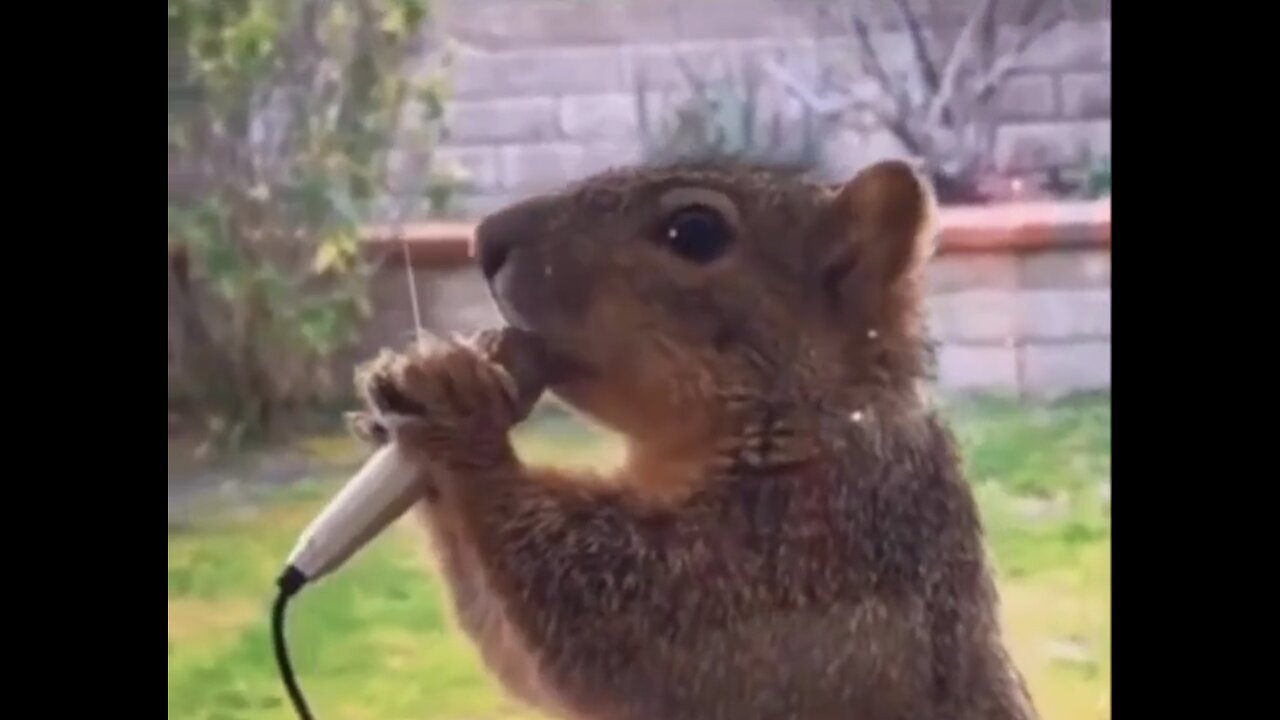 Eminem if he was a squirrel 😂