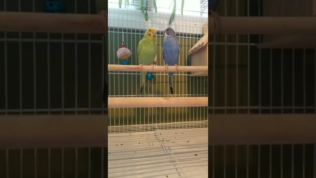 Budgie Party 💛💝 #shorts #youtubeshorts #budgies #parakeets #animallover #funny