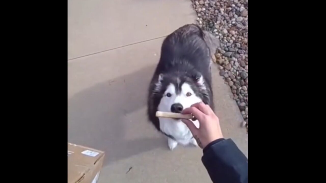 This delivery driver plays with dog during delivery