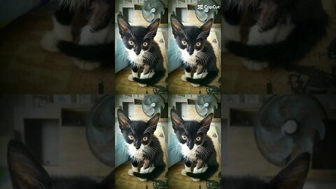 Gato Bartolomeu Tunico música 😸💙