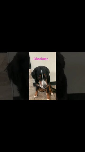 [Shorts 0162] CHARLOTTE [#dogs #doggos #doggos #puppies #dogdaycare]