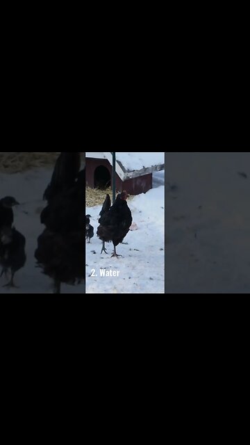 Chickens in the winter, what do they really need? part 2. WATER!