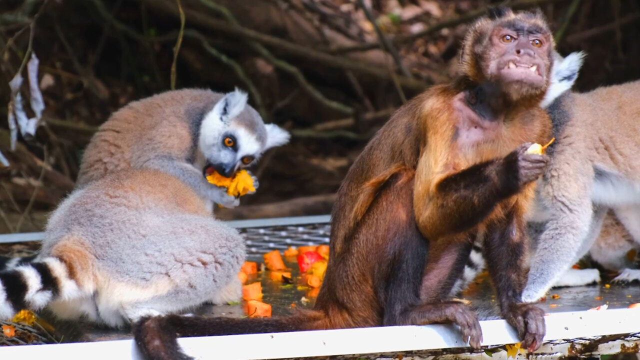 Group Of Monkeys Eating Together in the forest