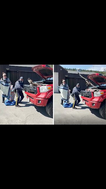 Mounties work together to free hawk trapped behind truck's grill
