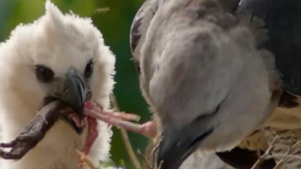 When a mother eagle feeds her chicks a monkey's hand